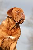 DOGUE DE BORDEAUX 156